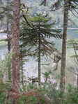JPEG 480x640 DirectClass 8-bit 296kb 0.0u 0:01