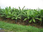 JPEG 640x480 DirectClass 8-bit 197kb 0.0u 0:01