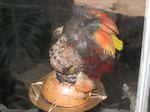 JPEG 640x480 DirectClass 8-bit 145kb 0.0u 0:01