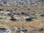 JPEG 640x479 DirectClass 8-bit 256kb 0.0u 0:01