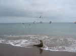 JPEG 640x480 DirectClass 8-bit 118kb 0.0u 0:01