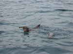 JPEG 640x480 DirectClass 8-bit 167kb 0.0u 0:01