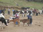 JPEG 640x480 DirectClass 8-bit 195kb 0.0u 0:01