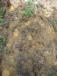 JPEG 480x640 DirectClass 8-bit 299kb 0.0u 0:01