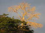 JPEG 640x480 DirectClass 8-bit 233kb 0.0u 0:01