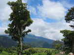 JPEG 640x480 DirectClass 8-bit 184kb 0.0u 0:01