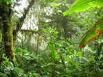 JPEG 640x480 DirectClass 8-bit 287kb 0.0u 0:01