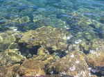 JPEG 640x480 DirectClass 8-bit 253kb 0.0u 0:01