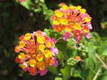 JPEG 639x480 DirectClass 8-bit 161kb 0.0u 0:01