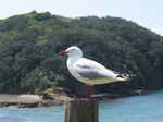JPEG 640x480 DirectClass 8-bit 124kb 0.0u 0:01